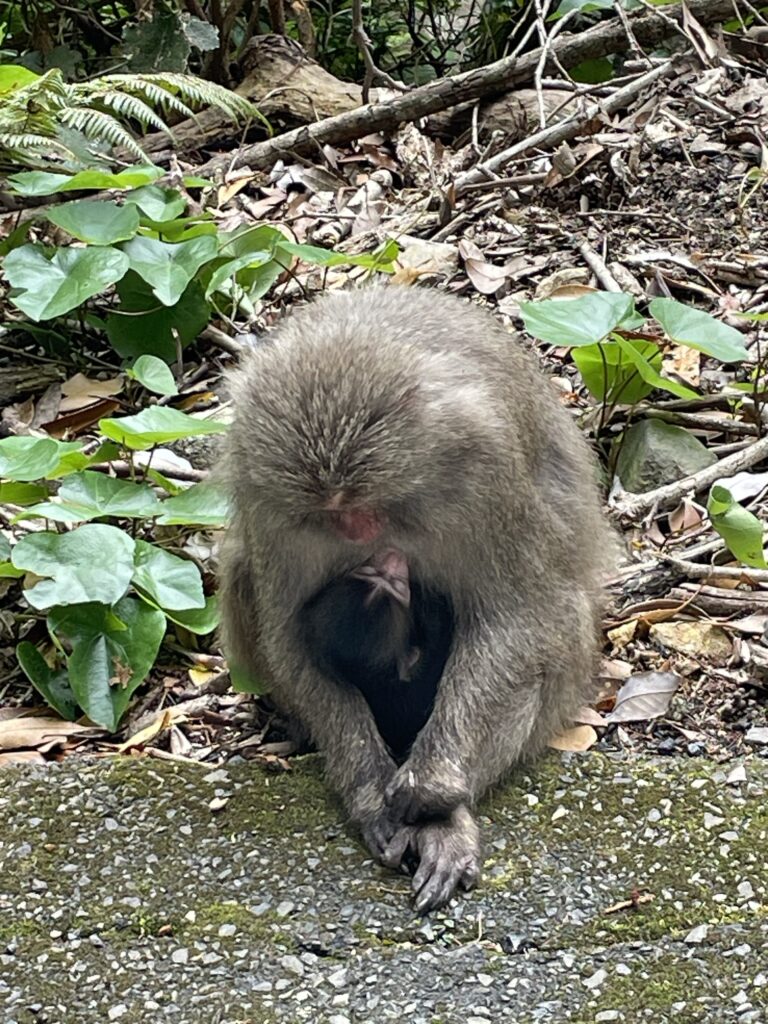 生まれたばかりの赤ちゃん