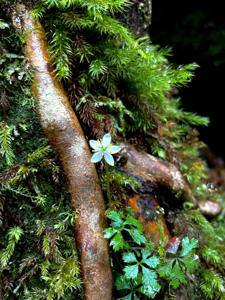 苔に咲く花