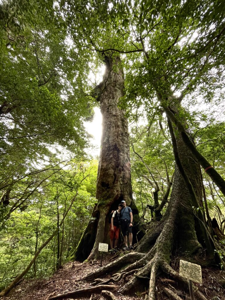 Meet the cedars on a way